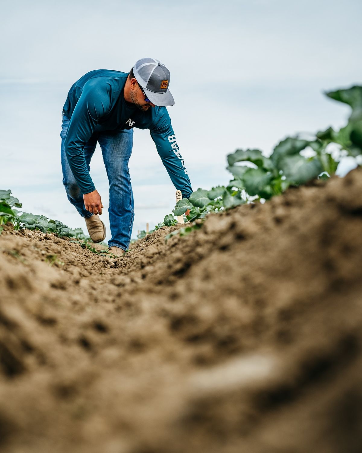 Agriculteur dans un champ de brocolis